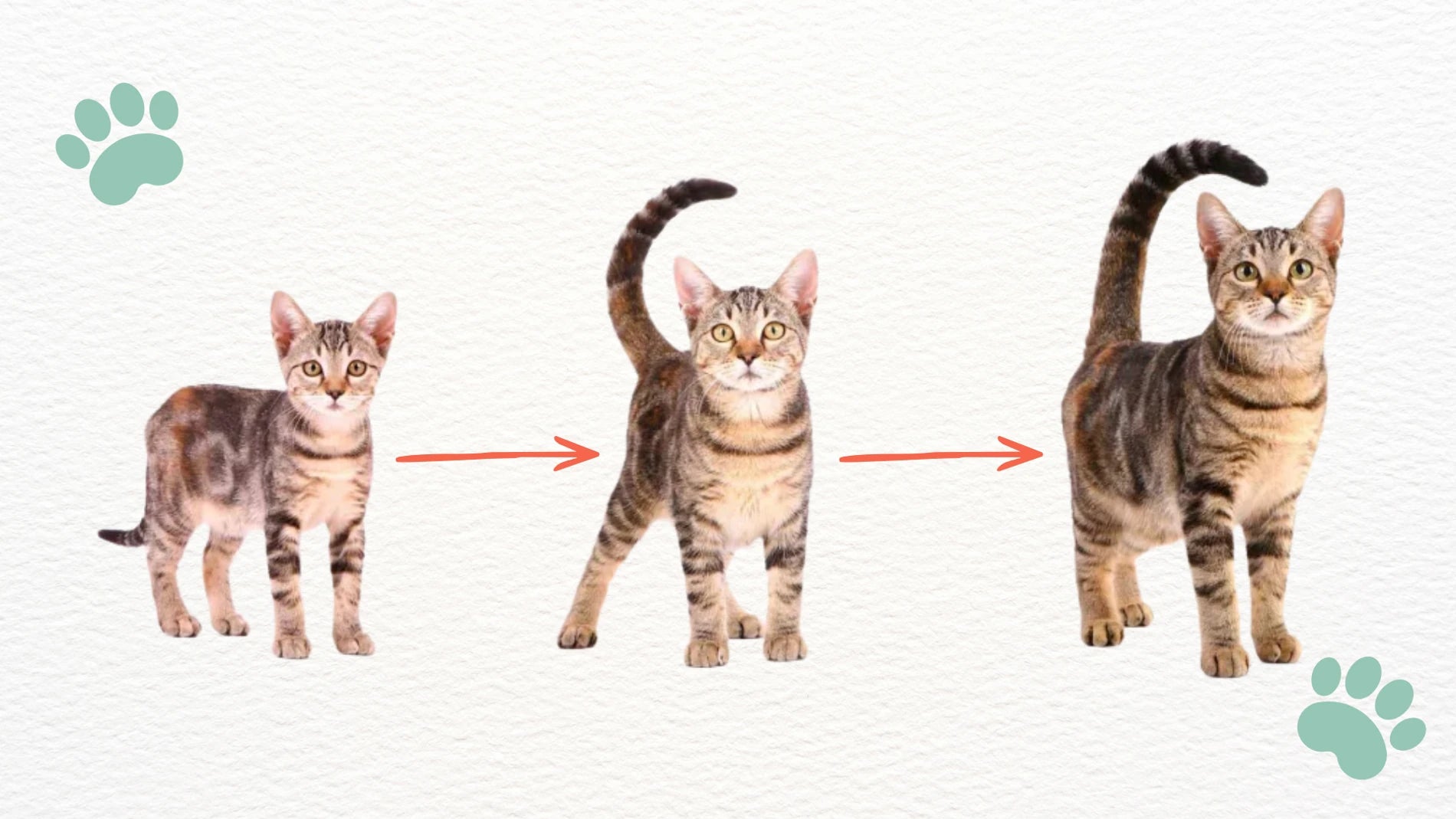 Illustration of a cat growing from small to large