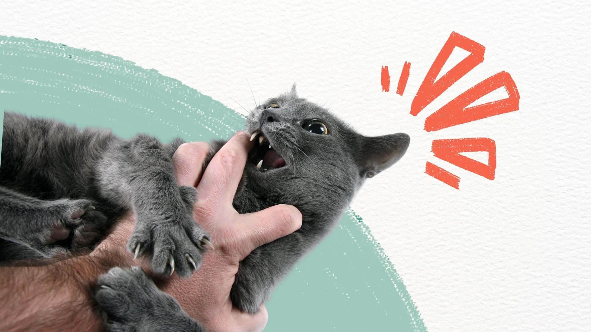 Person holding a gray cat