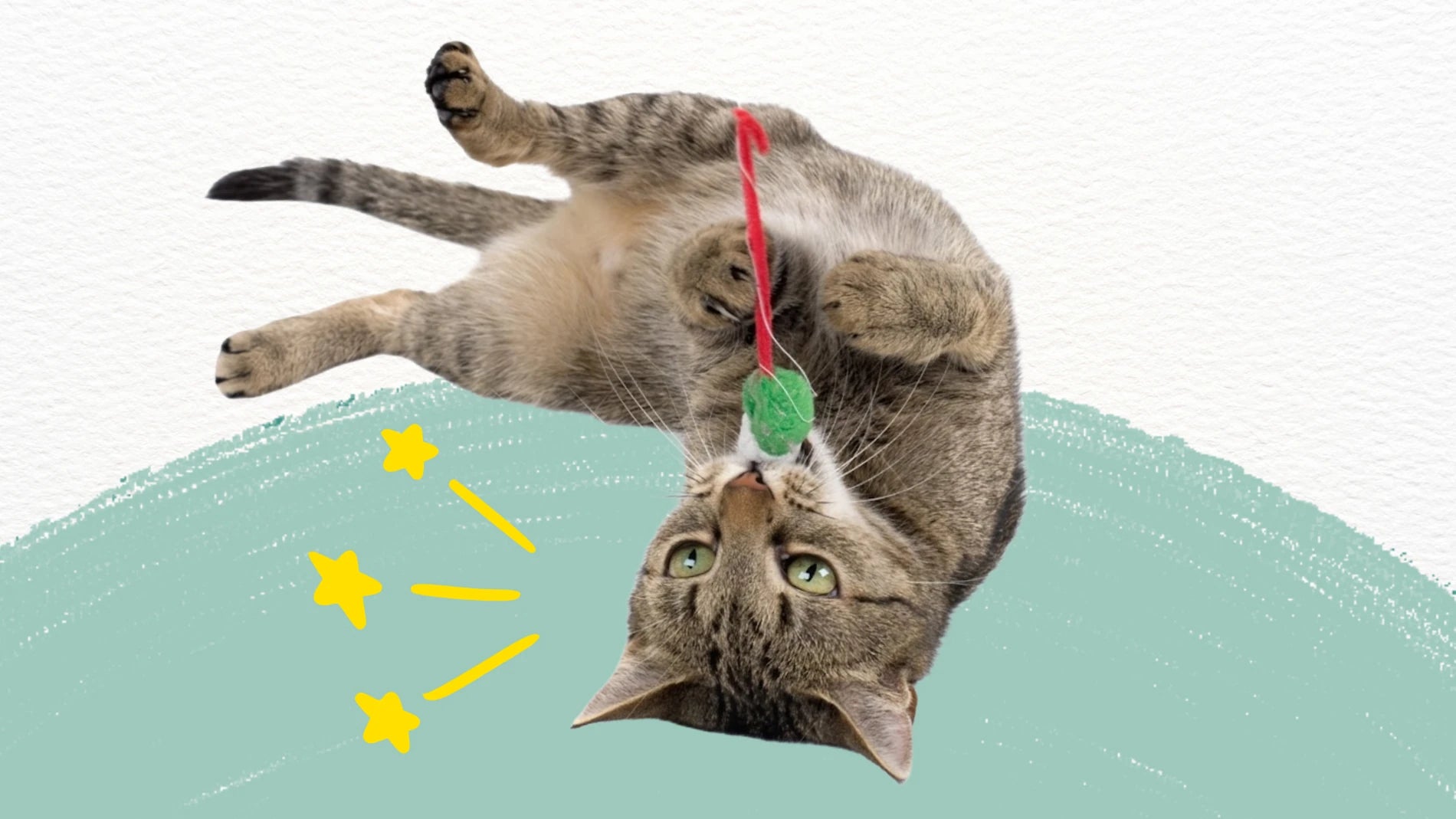 Cat playing with a toy