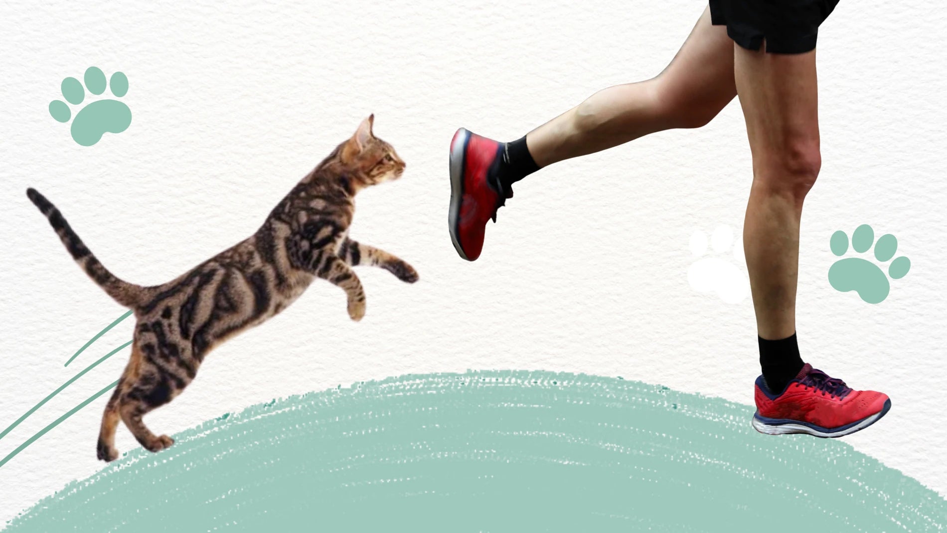 Cat leaping towards a person's foot with red shoes