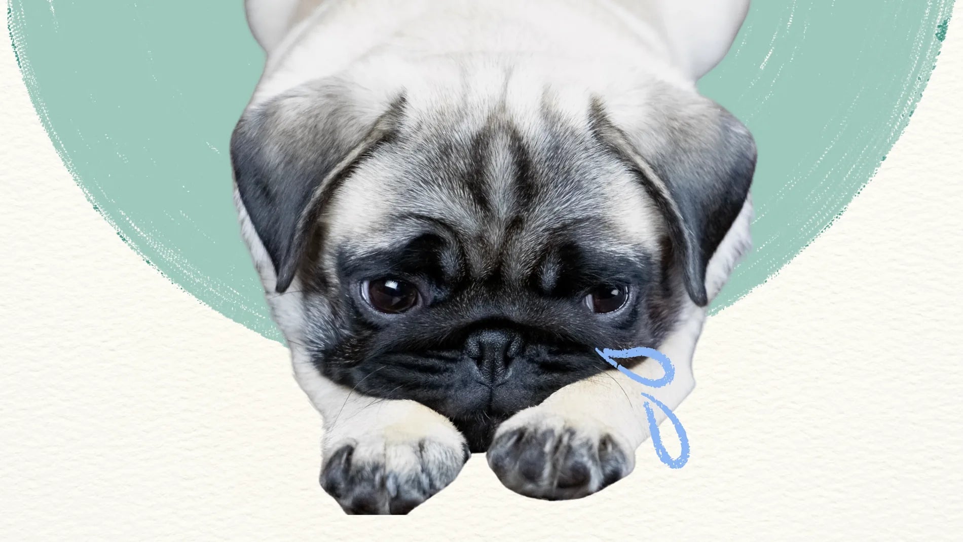Sad pug dog