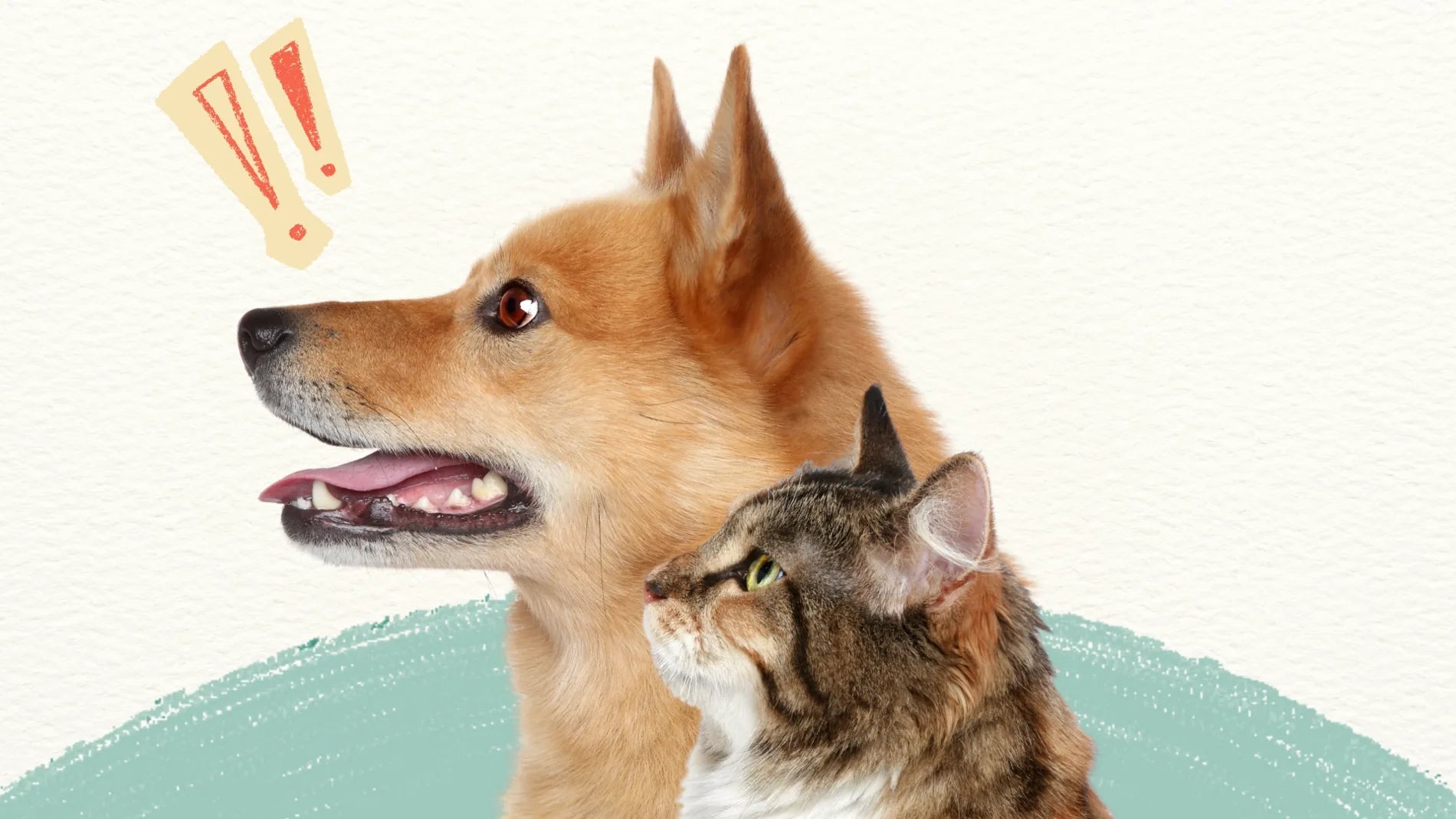 Dog and cat with a surprised expression