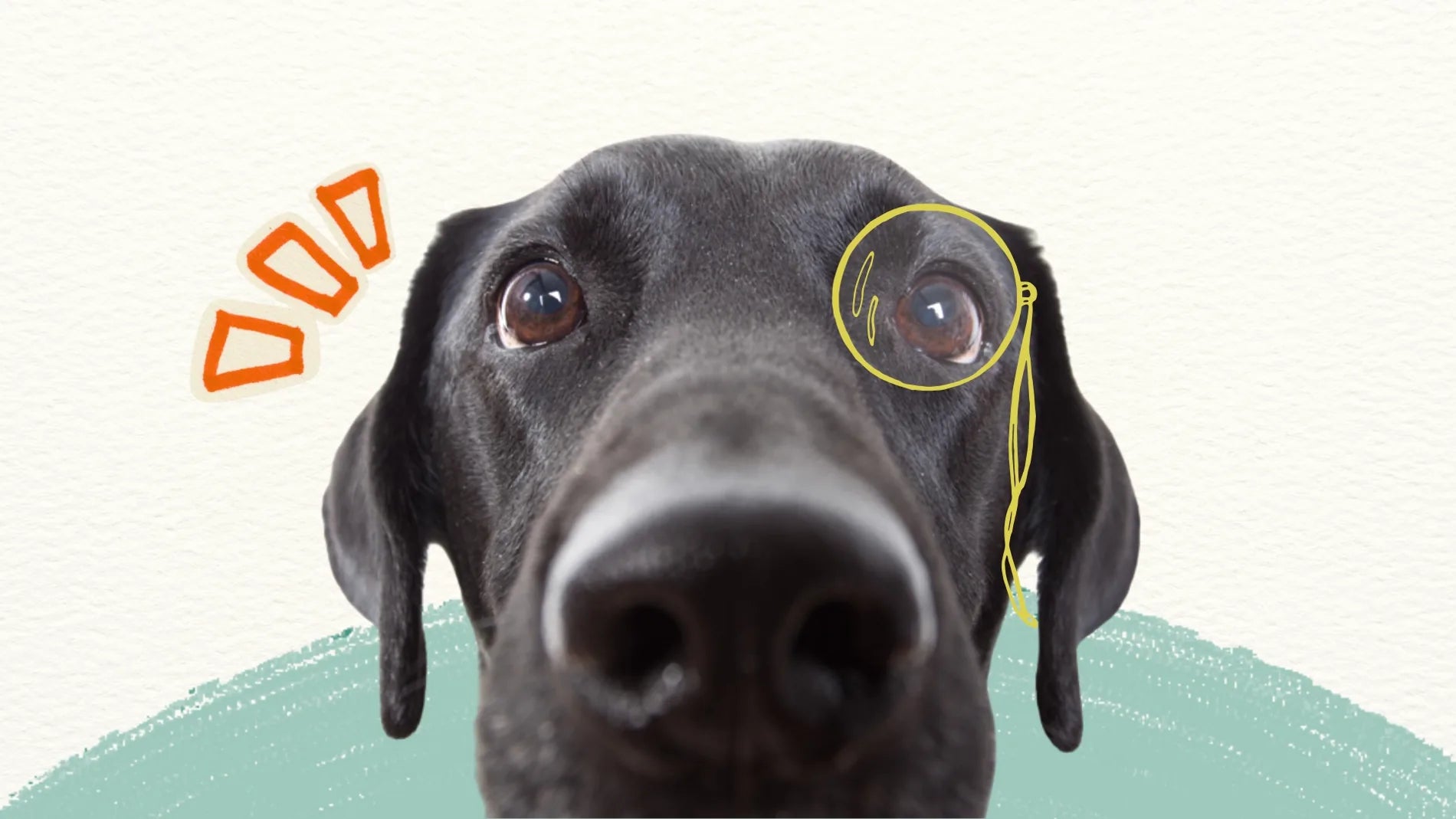 Close-up of a black dog's face