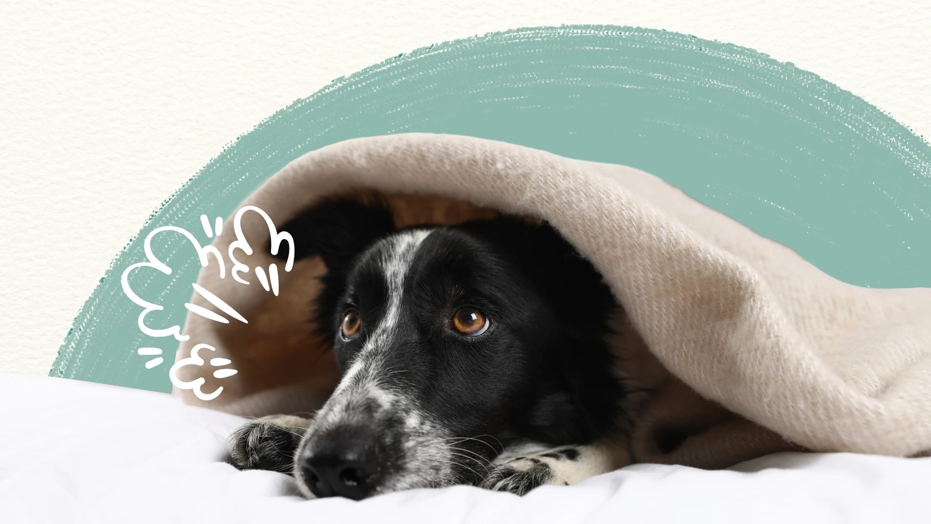 Dog lying under a blanket