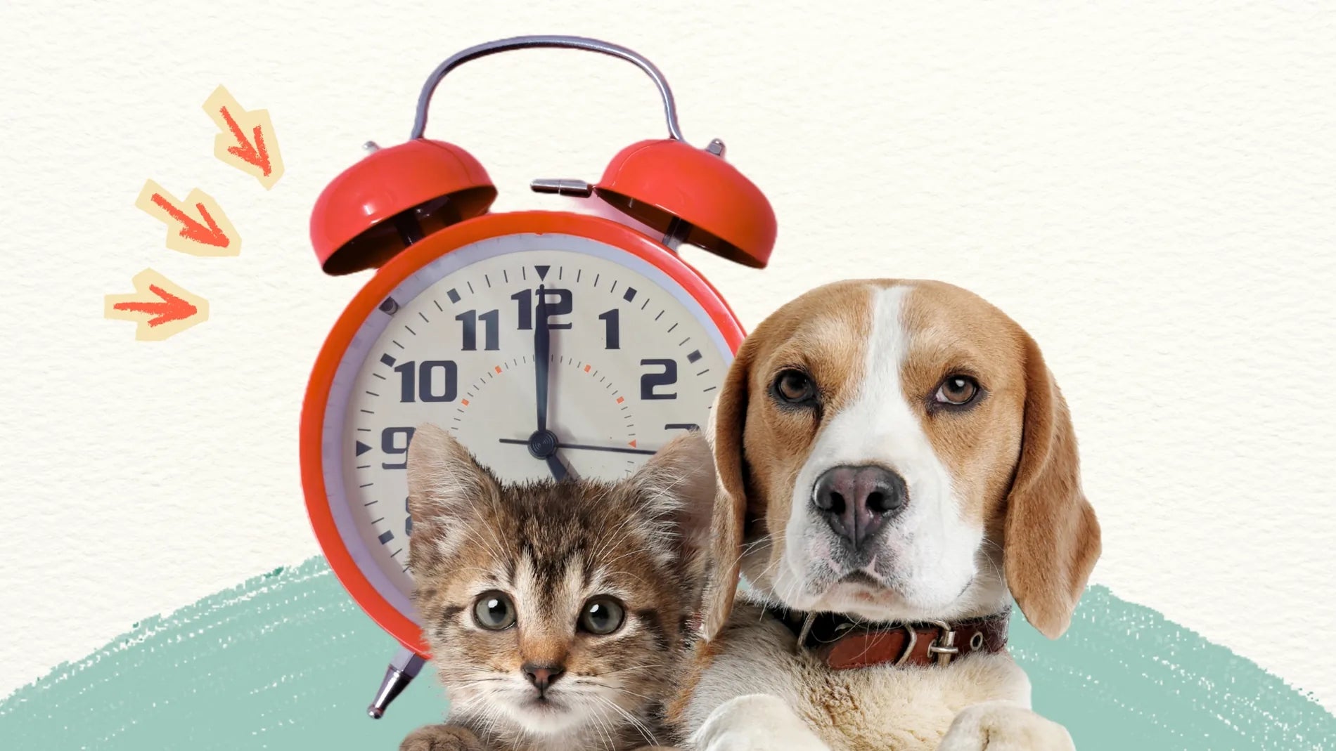 Dog and cat sitting next to a red alarm clock