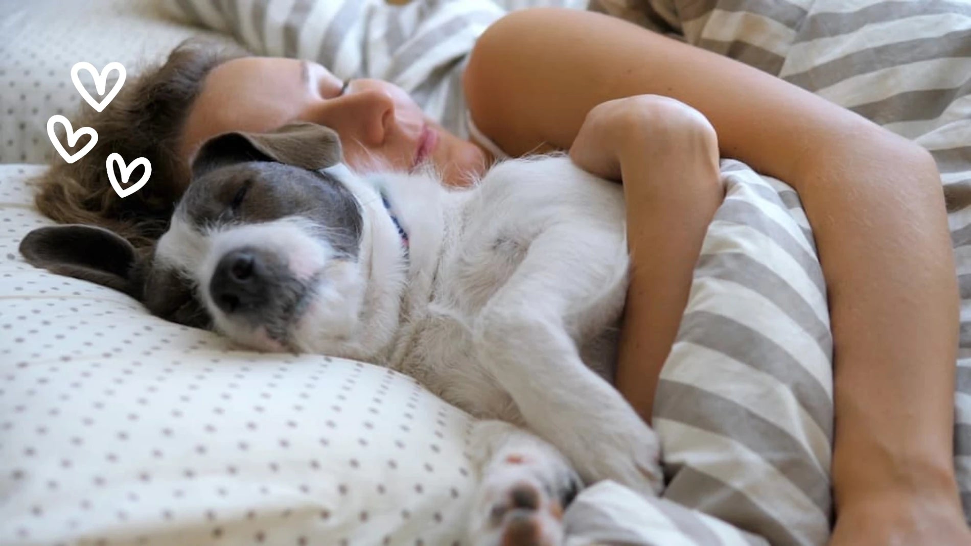 Person and dog lying together on a bed with hearts added