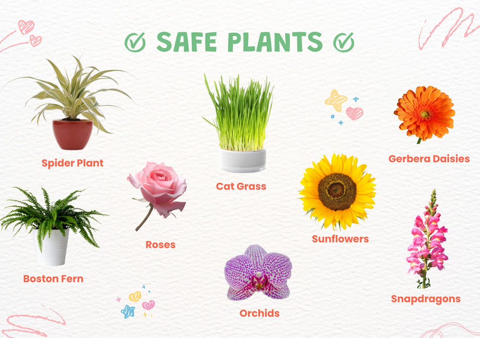 Plants That Are Safer for Cat Homes