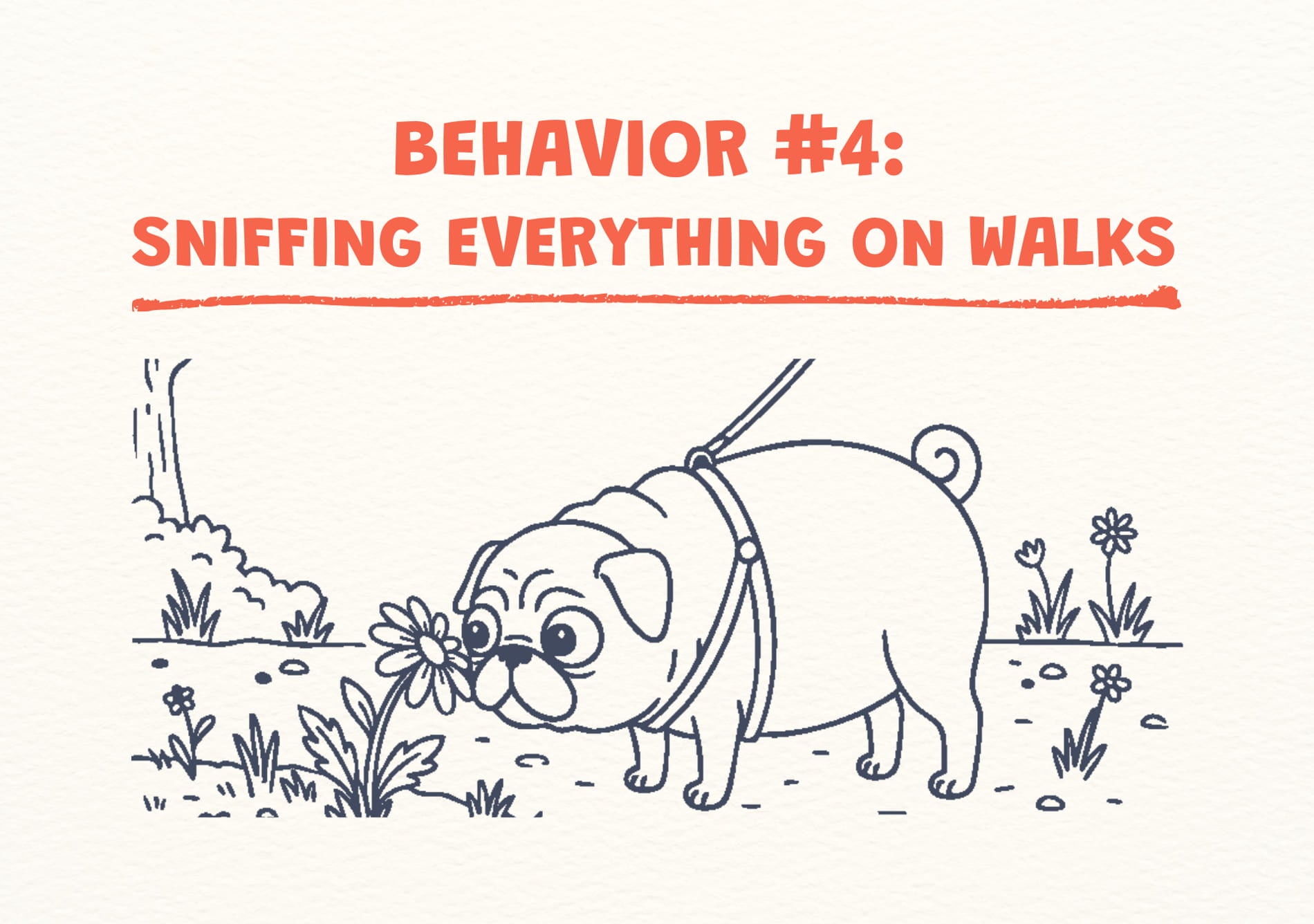 Illustration of a dog on a leash sniffing a flower with text about dog behavior on walks.