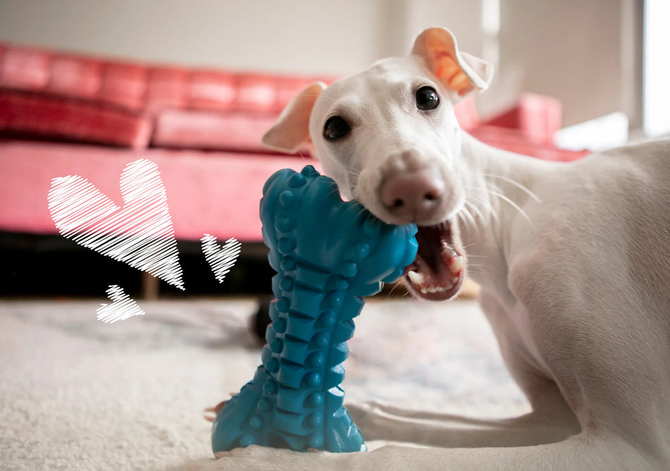 Dog playing with a blue chew toy